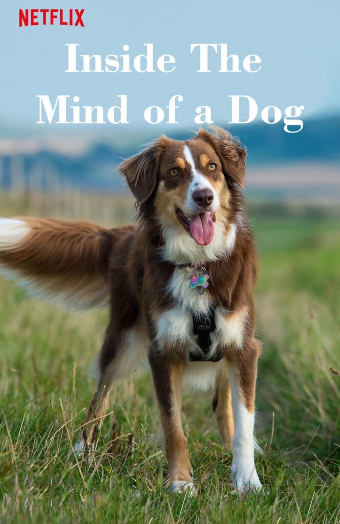 Canine Secrets: 'Inside the Mind of a Dog' Documentary Review 1 Inside the Mind of a Dog
